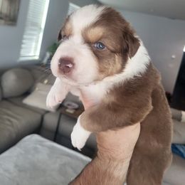 Australian Shepherd Puppies from Maverick Farms Australian Shepherds