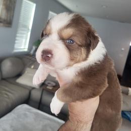 Australian Shepherd Puppies from Maverick Farms Australian Shepherds