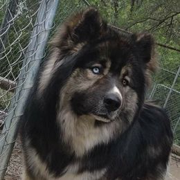 Titan - Siberian Husky