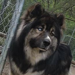 Titan - Siberian Husky