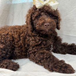 Elenor - Chocolate female Goldendoodle puppy in Afton, Oklahoma from C5 Doodles