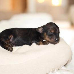 Black and cream - Black and cream male Dachshund puppy in Seminary, Mississippi from Down South Mavericks Dachshunds