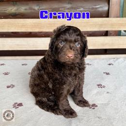 Crayon - Brown male Bernedoodle puppy in Banner Elk, North Carolina from Walnut Tree Bernedoodles