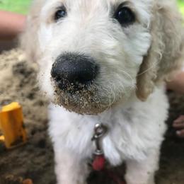 Goldendoodle Puppies from Dood Ranch Doodles
