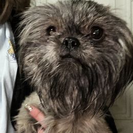 Skye - Shih Tzu
