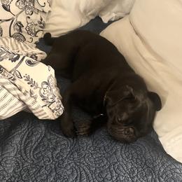 Wenzlow - Black male Pug puppy in Onalaska, Washington from Cupid’s Pugs