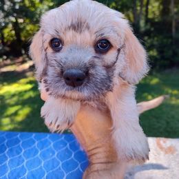 Boy 1 - Mustard male Dandie Dinmont Terrier puppy in Greenwood, South Carolina from Altpalme Dandie Dinmont Terriers