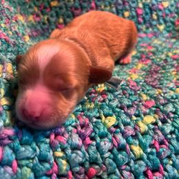 Light Blue Boy - Red  male Goldendoodle puppy in Richmond, Kentucky from The Doting Doodle