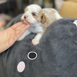 Cavalier King Charles Spaniel and Cavapoo Puppies from Larisa's Cavaliers