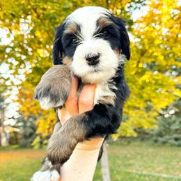 Dolly - Tri-color female Bernedoodle puppy in Idaho Falls, Idaho from Idahome Doodle