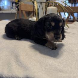 Mr. Grinch CKC - Black and cream male Dachshund puppy in Morristown, Tennessee from Hillside Hounds