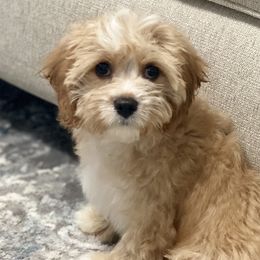 Cavalier King Charles Spaniels, Cavapoos, and Pembroke Welsh Corgis from Griffins Puppies