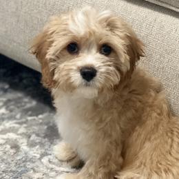 Cavalier King Charles Spaniels, Cavapoos, and Pembroke Welsh Corgis from Griffins Puppies