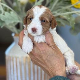 Bama - Parti female Goldendoodle puppy in Yuciapa, California from AlltheDoodlez_