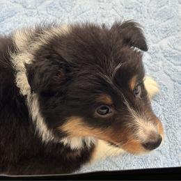 Girl 2 - Black white and tan female Shetland Sheepdog puppy in Pensacola, Florida from Nancy Barger's Siberian Huskies