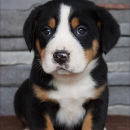 Cooper - Black, white and red male Greater Swiss Mountain Dog puppy in Gassaway, West Virginia from Rolling Hills Ranch and Kennels LLC