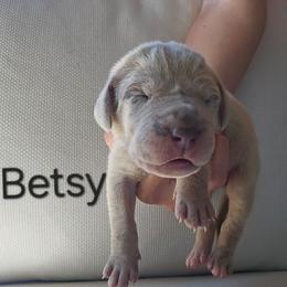 Betsy - Merle female Great Dane puppy in Grass Lake, Michigan from Harrison Danes