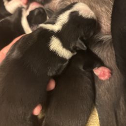 Boy 4 - Black and white male Boston Terrier puppy in Mc Donough, Georgia from Ballard Boston Terriers