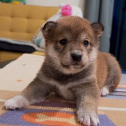 Boy 3 - Sesame male Shiba Inu puppy in Wildomar, California from Almond & Sesame