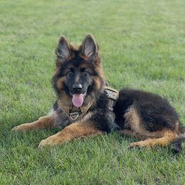 German Shepherd Puppies from Vom Schön Traumhund