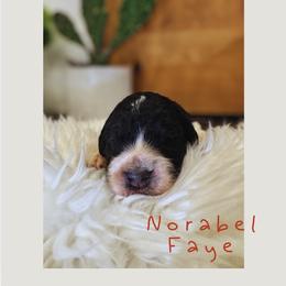 Norabel Fae - Black and white female Saint Berdoodle puppy in Mesa, Arizona from Desert Bohunk Doodles and Branded Bullies