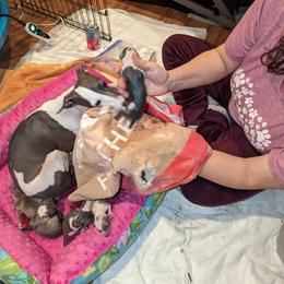 Italian Greyhound Puppies from Coccolare Italian Greyhounds