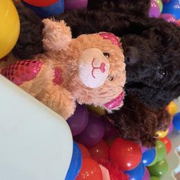 Goldendoodle and Golden Retriever Puppies from Golden-Doods and Company