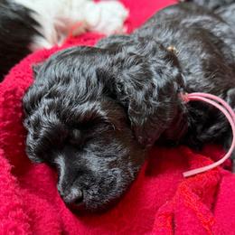 Mae - Black female Poodle puppy in Ardmore, Oklahoma from The Poodles of Green Acres