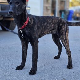 Delta - xDutch Shepherd puppy from Crystal Coast Canine Training