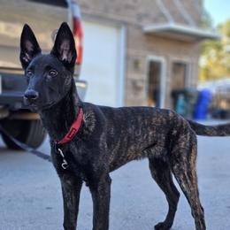 Delta - xDutch Shepherd puppy from Crystal Coast Canine Training