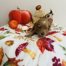 Goldendoodle Puppies from Cooper Goldendoodle