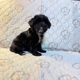 Rosie - Parti female Yorkshire Terrier puppy in Gatesville, Texas from KontryKritterz Yorkies
