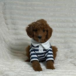 Remi - Red  male Goldendoodle puppy in Estesburg, Kentucky from Wet Goldendoodle Kisses