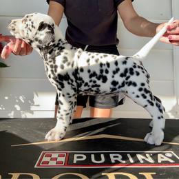 Female 2 - White and black female Dalmatian puppy in Fayette, Missouri from Lazy B Bassets and Dalmatians