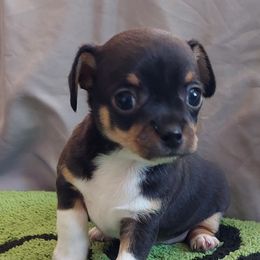 Rico - Black and tan male Chihuahua puppy in Brook Park, Minnesota from North Star Chihuahuas