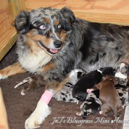 Miniature Australian Shepherd Puppies from JnT's Bluegrass Mini Aussies
