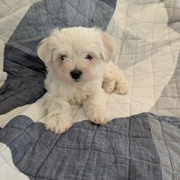 BIG SALE - White male Maltese puppy in Nevada from LAS VEGAS PUPPY
