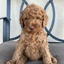 Maple - Red  female Poodle puppy in Tucson, Arizona from Desert Doodles + Poodles