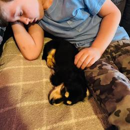 Dachshund Puppies from Monahan Dachshunds