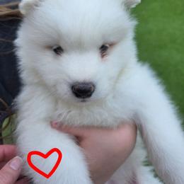 Red boy - White and biscuit male Samoyed puppy in Elwell, Michigan from Limelight Samoyeds