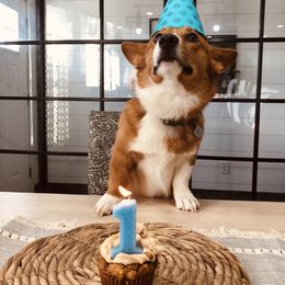 Pembroke Welsh Corgis, Poodles, and Toy Australian Shepherds from Sweet Peach Puppies