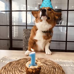 Pembroke Welsh Corgis, Poodles, and Toy Australian Shepherds from Sweet Peach Puppies