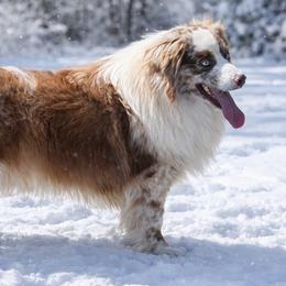 Mikey - Miniature Australian Shepherd