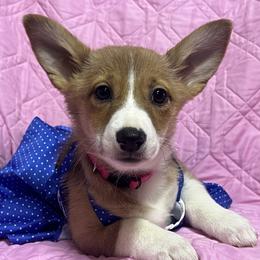 Dachshund and Pembroke Welsh Corgi Puppies from Corgie & Cream Paradise