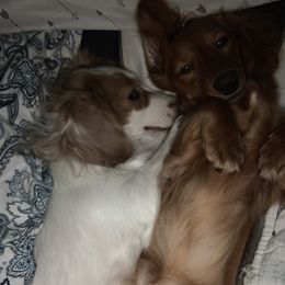 Dachshunds from Long Dogs in The Falls