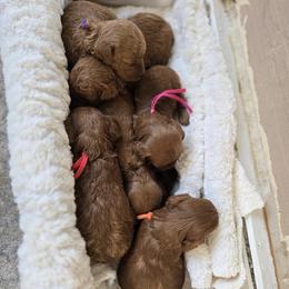 Goldendoodle puppies from Canyon Creek Puppies