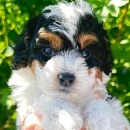 Athena - Black and white female Cavapoo puppy in Tucson, Arizona from Adored Poodle & Doodles