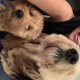 Goldendoodle Puppies from SurreyDoodles