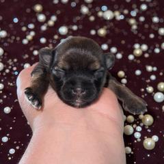 Daisy - Gold female Shorkie puppy in Midland, Texas from Southern Yorkie Pies