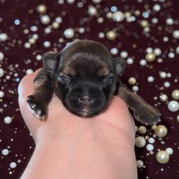 Daisy - Gold female Shorkie puppy in Midland, Texas from Southern Yorkie Pies